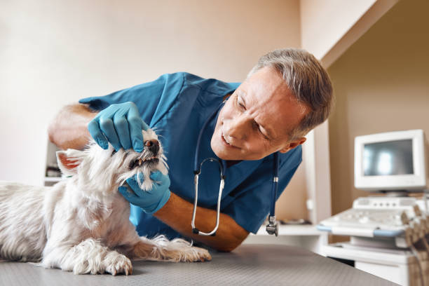 Best Emergency Dentist for Special Needs Patients in Hilton Head Island, SC